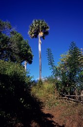 Archipel-des-Comores;-Ciel-bleu;-Clôture;-France;-Kaleidos;-Kaleidos-images;-La-parole-à-limage;-Laurent-Abad;-Mayotte;-Océan-Indien;-Palmier;-Paysage;-Sentier;-Stories-Pictures;-Végétation